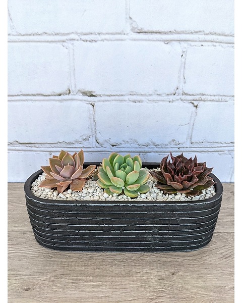 Zen Succulent Garden in Raritan NJ - Angelone's Florist & Flower Delivery