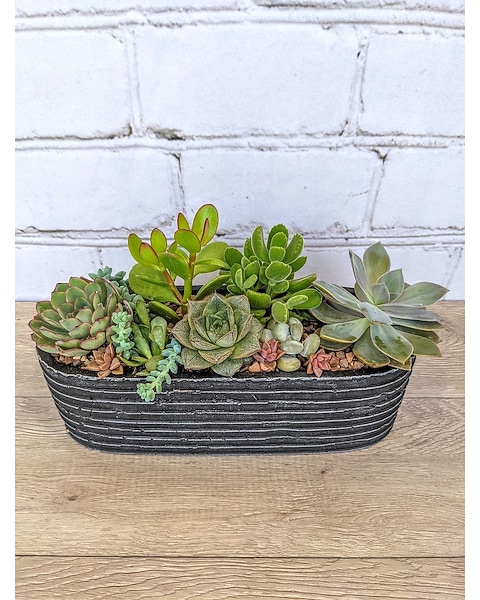 Stunning Zen Succulent Garden