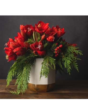 Golden Amarylis - Red