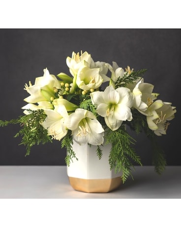 Golden Amarylis - White