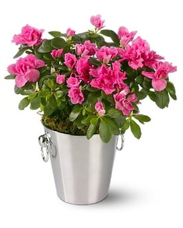Adorable Azalea Flower Arrangement