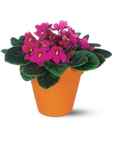 Vivacious Violets Flower Arrangement