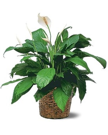 Medium Spathiphyllum Plant Flower Arrangement