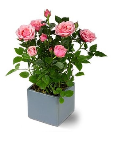 Miniature Rose Bush Flower Arrangement