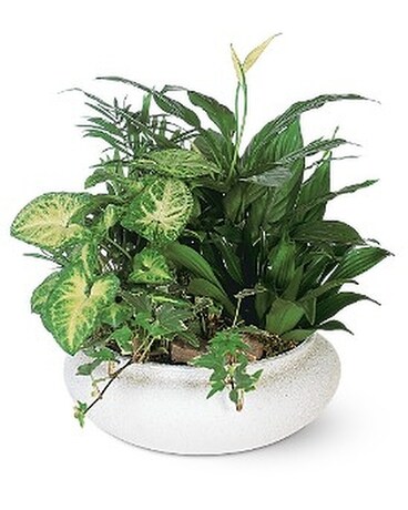 Medium Dish Garden Flower Arrangement