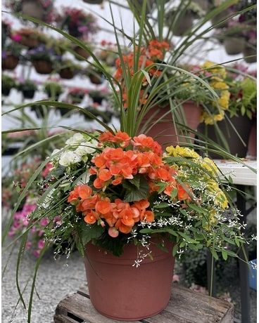 Combo Pot Flower Arrangement
