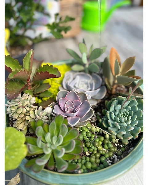 Assorted Succulent Garden in Mount Pleasant PA - Linda Brown's Floral