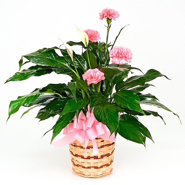 Angel's Face Small Bow Azalea Pink Angel's Face Small Bow Azalea Pink