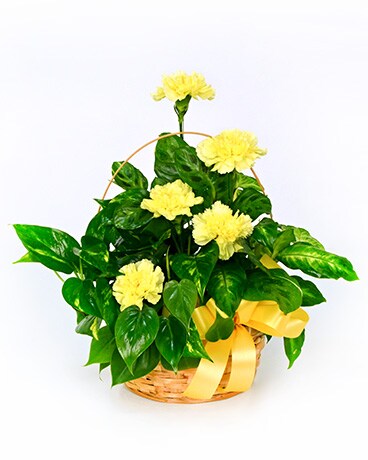 Sunshine Planter
