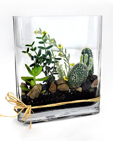Cacti Cultivar Terrarium Jar Candle