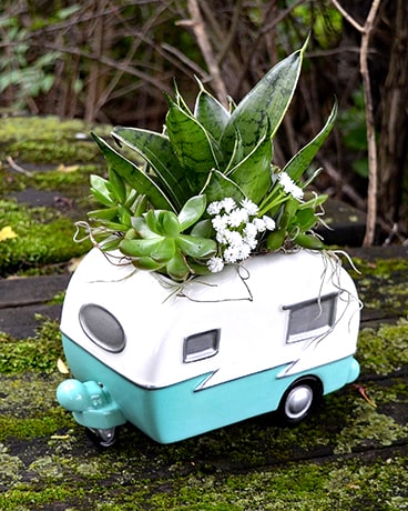 Gone Camping Dish Garden Plant