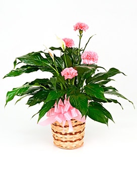 Divine Sky Peace Lily in Indianapolis IN - Gillespie Florists