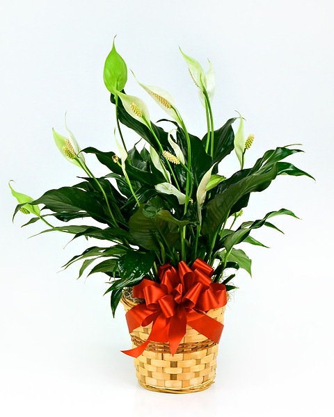 aubrytiana snake plant Sansevieria Aubrytniana Lauren – Plant Studio main image 1