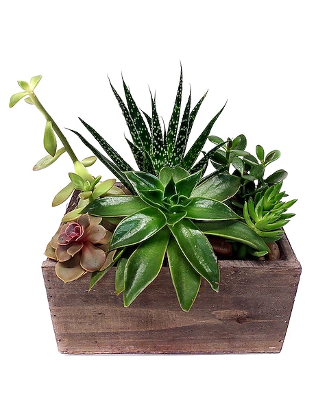 Succulent Chic in Indianapolis IN - Gillespie Florists & Flower Delivery