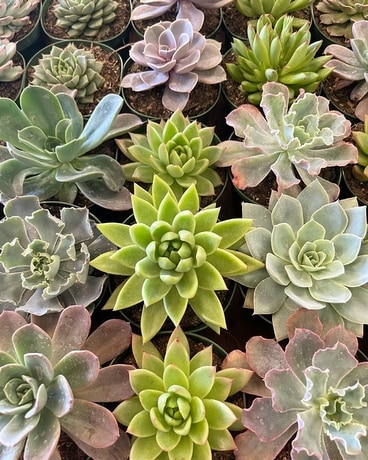 Succulent Class Dish Garden Plant