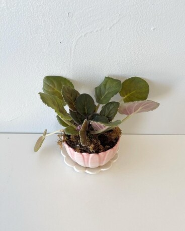 Violet Posy Cup Plant