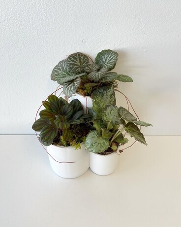 Rexy Trio Plant