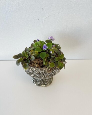 Fancy Plants Violet Garden Plant