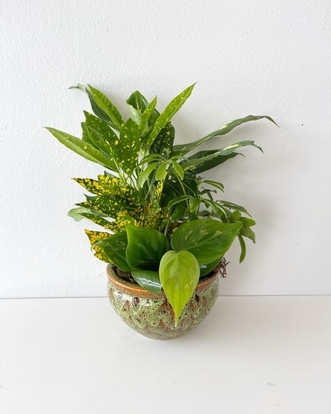 As Shown size,  inches height and  inches wide.
