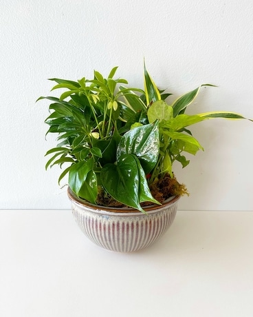 Dish Garden Plant