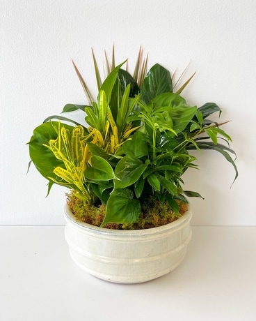 Dish Garden Plant