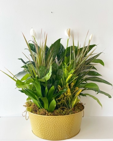 Dish Garden Plant