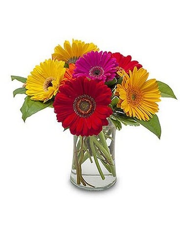 Gerbera Delight