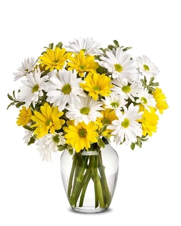 Daisy Delight Flower Arrangement