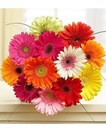 Glorious Gerbers Flower Arrangement