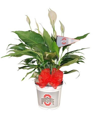 Peace Lily Fans Plant