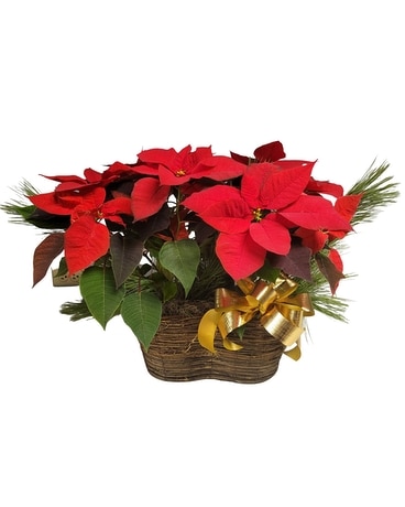 Double Poinsettia Basket Plant