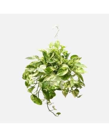 Marble Queen Pothos Hanging Basket Plant