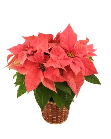 Pink Pointsettia Plant