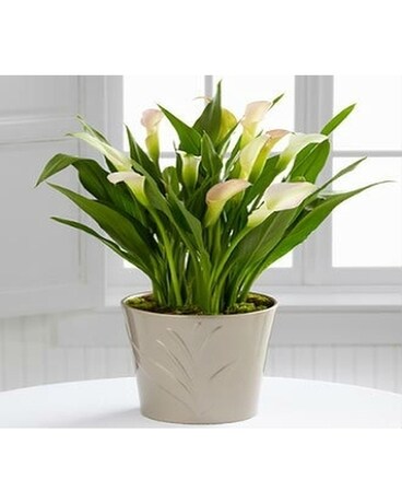 Calla Lily Plant Plant