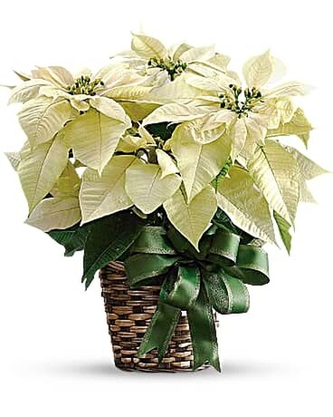 White Poinsettia Plant