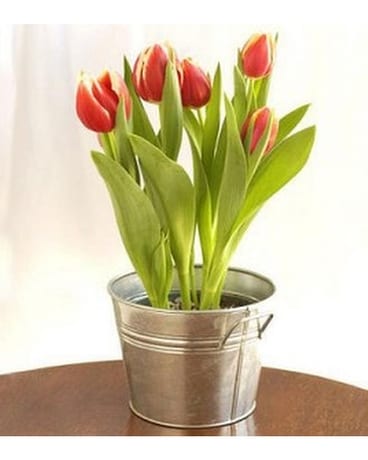 Potted Tulip Plant Plant