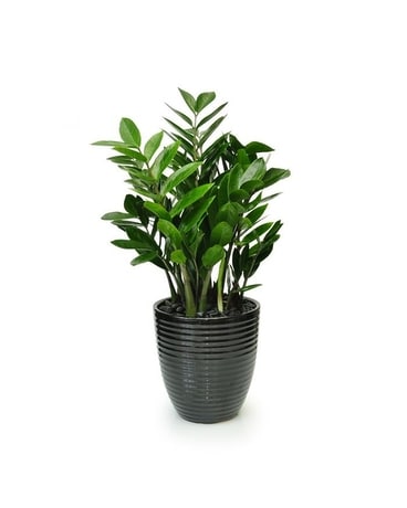 Growers Choice Green Plant Plant