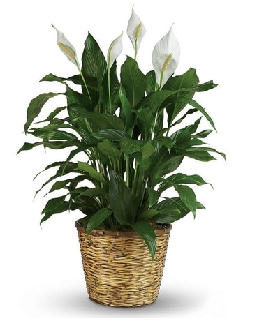 Peace Lily Plant