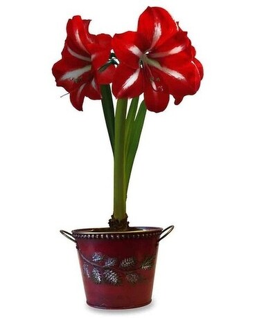 Amaryllis Plant