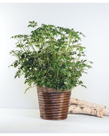 Arboricola Plant Plant