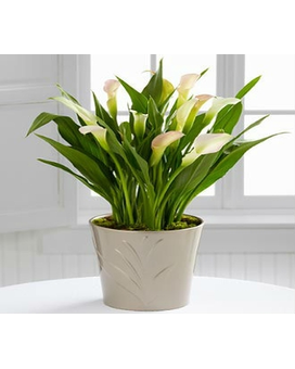 Calla Lily Plant Plant