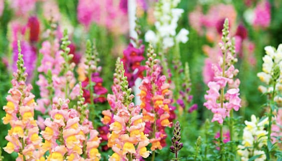 Snapdragons