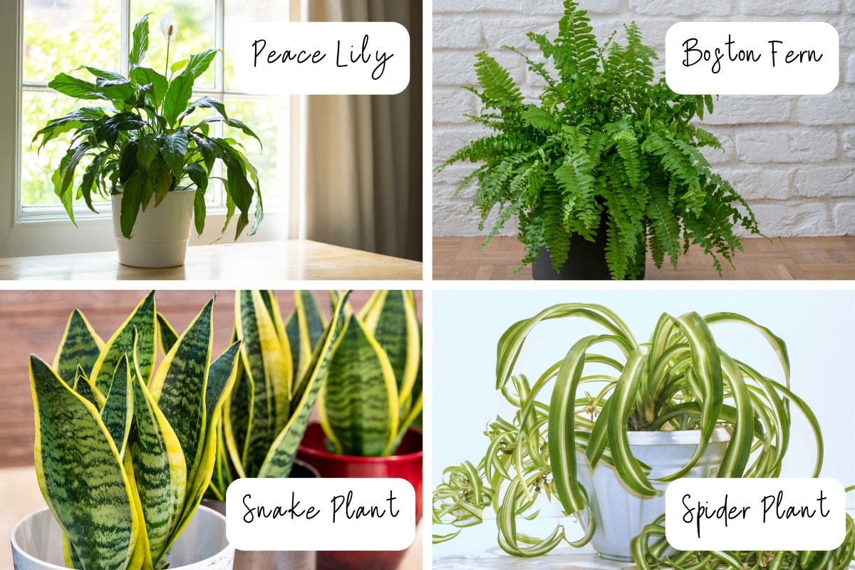 Four Favorite House Plants for Purifying Air