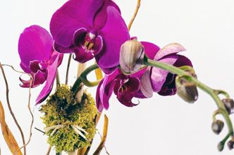 NYC Orchids Plants delivery