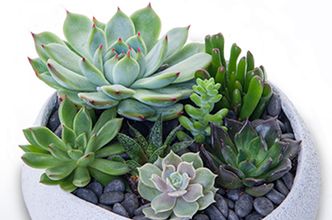 NYC Succulents delivery