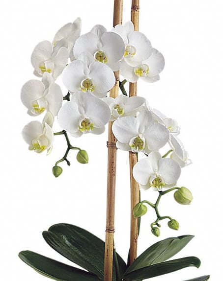 Orchids Galore!