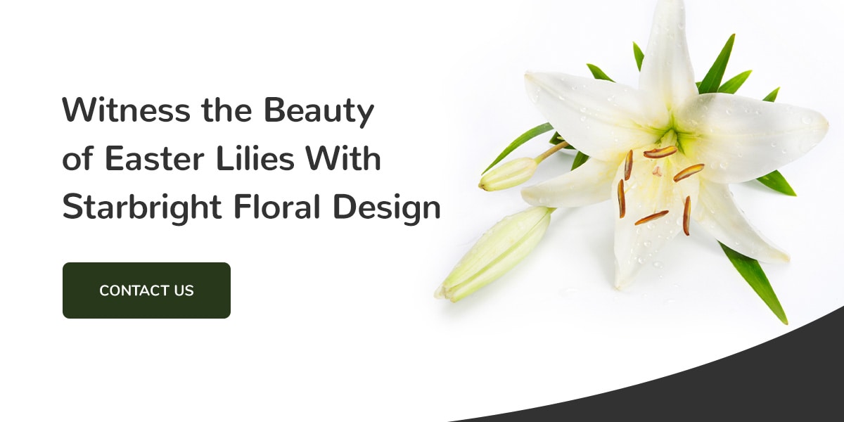 Can Easter Lilies Survive Cold Weather? Expert Tips Revealed