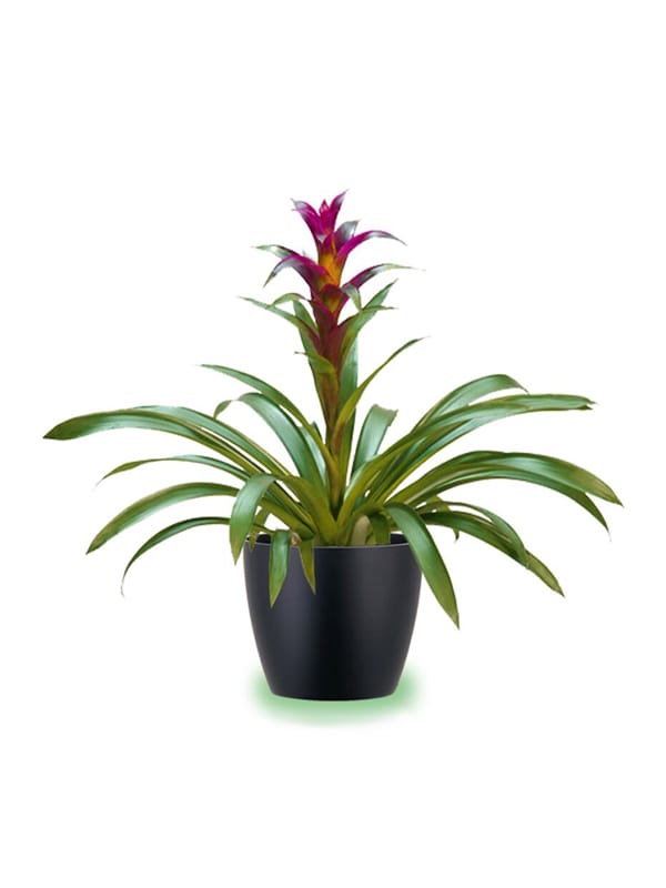 bromeliad plant care