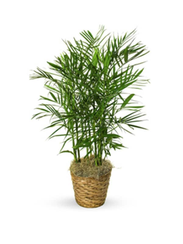 BAMBOO PALM