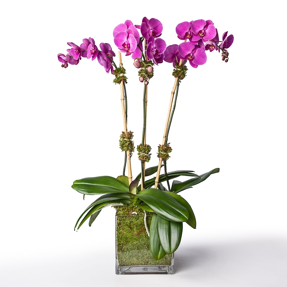 ゼクシィ掲載flua 2way Milky orchid ゼクシィ掲載flua 2way Milky orchid ゼクシィ掲載flua 2way